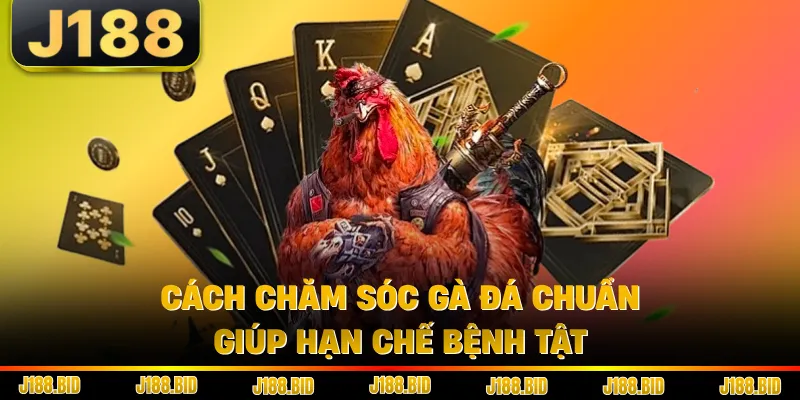 Cách chăm sóc gà đá chuẩn giúp hạn chế bệnh tật