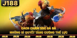 Cách Chăm Sóc Gà Đá - Những Bí Quyết Tăng Cường Thể Lực