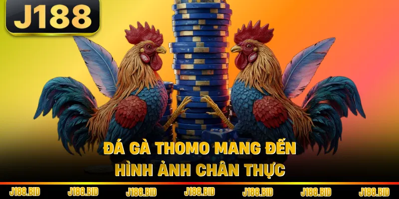 Đá gà Thomo mang đến hình ảnh chân thực