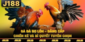 Gà Đá Bo Lớn - Đẳng Cấp Chiến Kê Và Bí Quyết Tuyển Chọn 