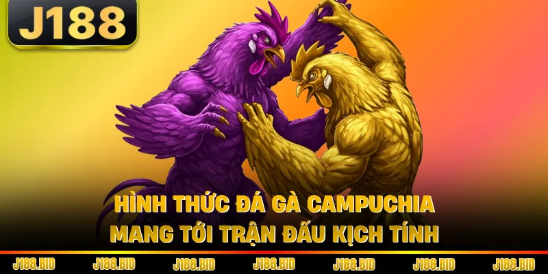 Hình thức đá gà Campuchia mang tới trận đấu kịch tính