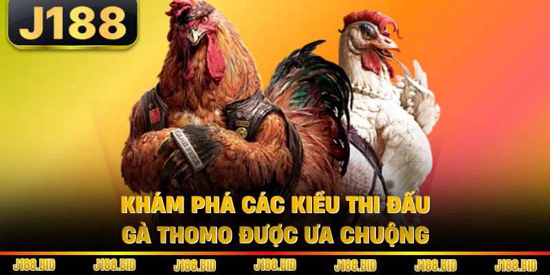Khám phá các kiểu thi đấu gà Thomo được ưa chuộng