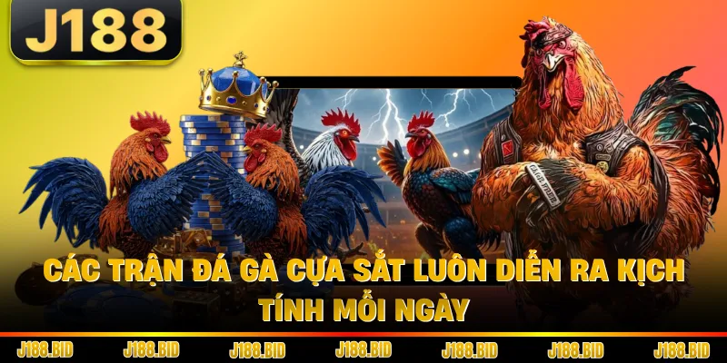 Các trận đá gà cựa sắt luôn diễn ra kịch tính mỗi ngày